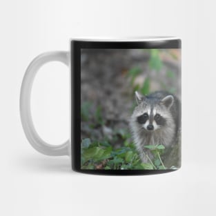 Baby Raccoon Mug